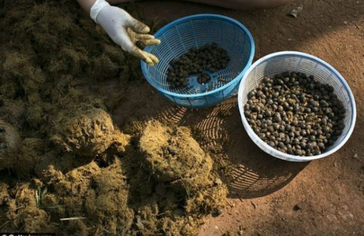 हात्तिको दिसाबाट बनाइन्छ विश्वकै महंगो कफि